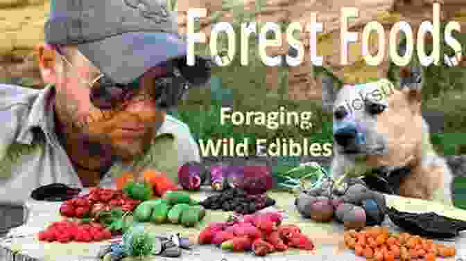 A Man Foraging For Food In The Forest Ninja Wilderness Survival Guide: Surviving Extreme Outdoor Situations (Modern Skills From Japan S Greatest Survivalists)